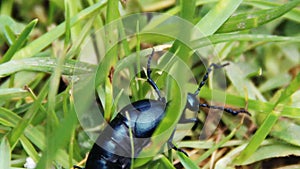 European oil beetle Meloe proscarabaeus