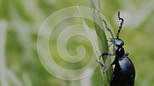 European oil beetle Meloe proscarabaeus