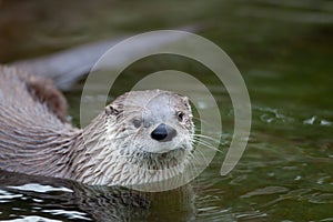 European Otter photo