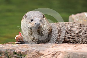 European otter photo