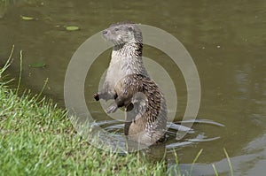 European Otter