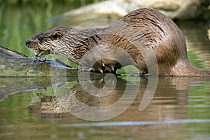 European Otter