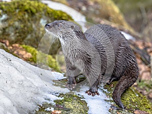 European Otter on bank of river photo