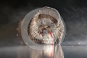 European Otter eating fish at night