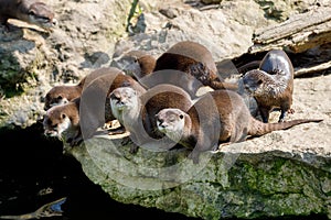 European otter family Lutra lutra