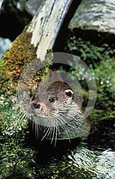 European Otter, lutra lutra, Adult standing in River photo