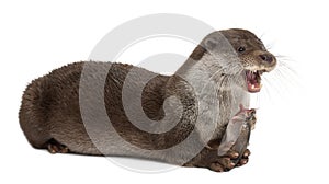 European Otter, Lutra lutra