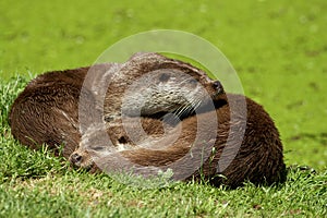 European Otter - Lutra lutra