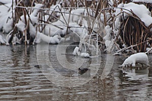 European Otter (Lutra lutra)