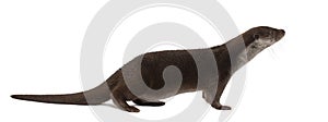 European Otter, Lutra lutra, 6 years old photo