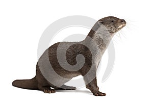 European Otter, Lutra lutra, 6 years old