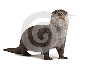 European Otter, Lutra lutra, 6 years old