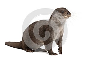 European Otter, Lutra lutra, 6 years old