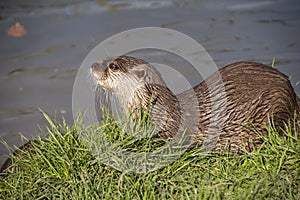 European otter Lutra lutra, also known as Eurasian otter