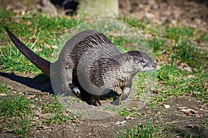 European Otter Lutra Lutra getting out of the water