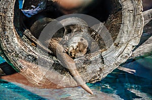 European Otter, Lutra lutra in Loro Parque, Tenerife, Canary Islands photo