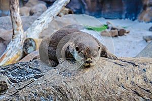 European Otter, Lutra lutra in Loro Parque, Tenerife, Canary Islands photo