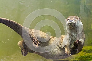 European otter (Lutra lutra lutra)