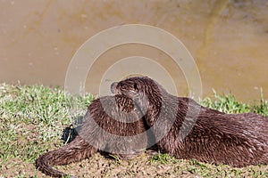 European Otter, Lutra Lutra, near a river. England, UK