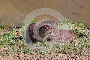 European Otter, Lutra Lutra, near a river. England, UK