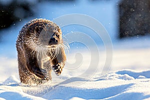 European otter Lutra lutra running in snow during winter