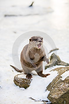 European otter, or Lutra lutra, in the snow