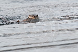 European Otter Lutra lutra swimming to shore  with a dogfish