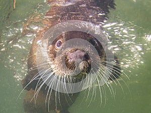 European otter Lutra lutra underwater