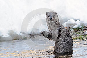 European Otter (Lutra Lutra) photo