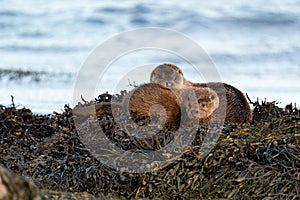 European Otter Lutra lutra mother and cub sleeping on a bed of kelp