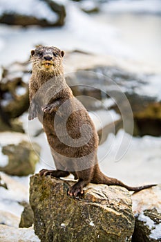 European otter, or Lutra lutra, in the snow