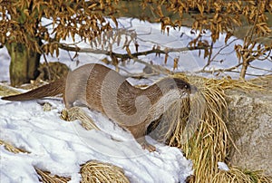 European Otter, lutra lutra, standing on Snow