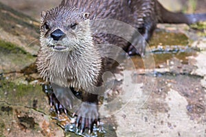 European Otter in nature.