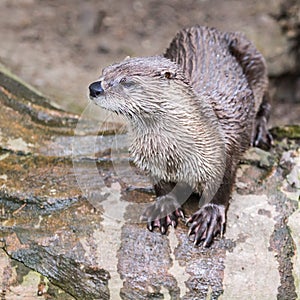 European Otter in nature.