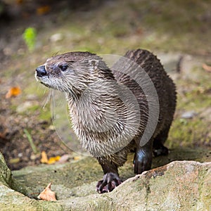 European Otter in nature.