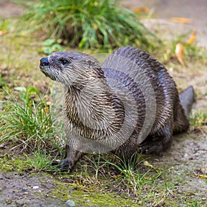 European Otter in nature.