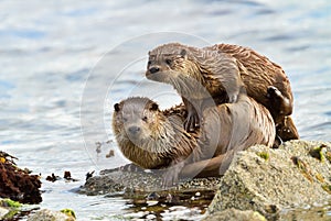 European otter with a playful cub