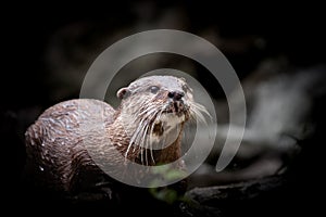 European Otter portrait