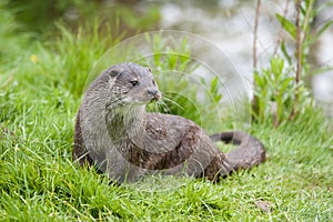 European otter