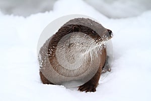 European Otter in the snow