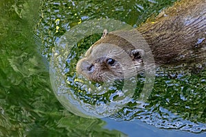 European Otter swimming in the lake