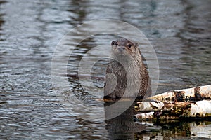 European otter in the wild. photo