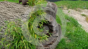 European Otters playing before running on top of a log at Northumberland Zoo