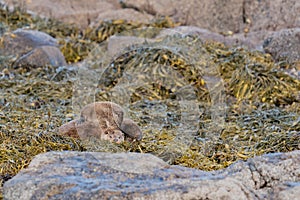 European OttersLutra lutra mother and cub resting on shore