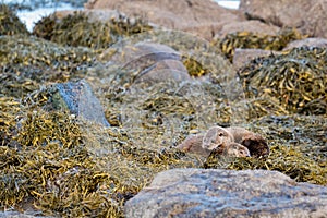 European OttersLutra lutra mother and cub resting on shore