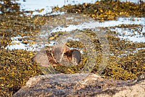 European OttersLutra lutra mother and cub resting on shore