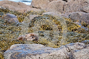 European OttersLutra lutra mother and cub resting on shore