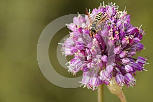 European paper wasp