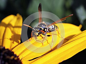 European Paper Wasp on Black-eyed Susan