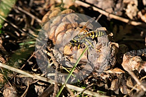 European Paper Wasp - Polistes dominula